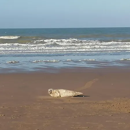 Sea-Me Ostend-3